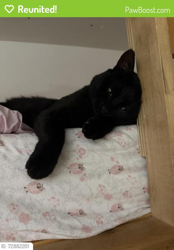 Reunited Male Cat last seen Near Myano Lane, Stamford, CT 06902