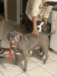 Lost Male Dog last seen Flagler Road, Augusta, GA 30909