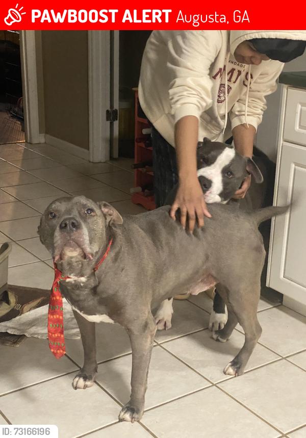 Lost Male Dog last seen Flagler Road, Augusta, GA 30909