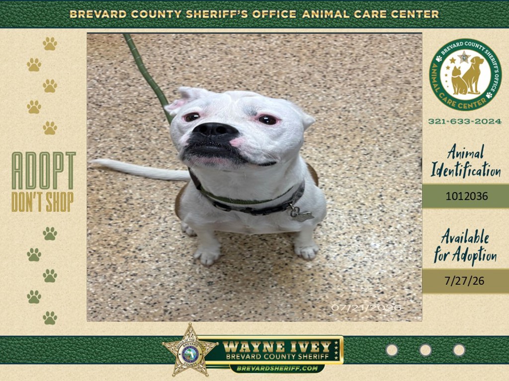Shelter Stray Female Dog last seen FL, 5100 W Eau Gallie Blvd, Melbourne, FL 32934, USA