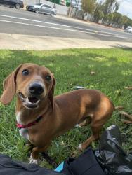 Shelter Stray Male Dog last seen Alta View Drive, San Diego, CA, 92139, El Cajon, CA 92020, USA