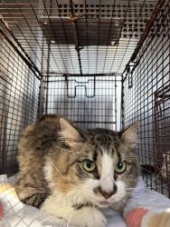 Shelter Stray Unknown Cat last seen Near Copperbend Boulevard, AUSTIN, TX, 78744, 7201 Levander Loop bldg a, Austin, TX 78702, USA