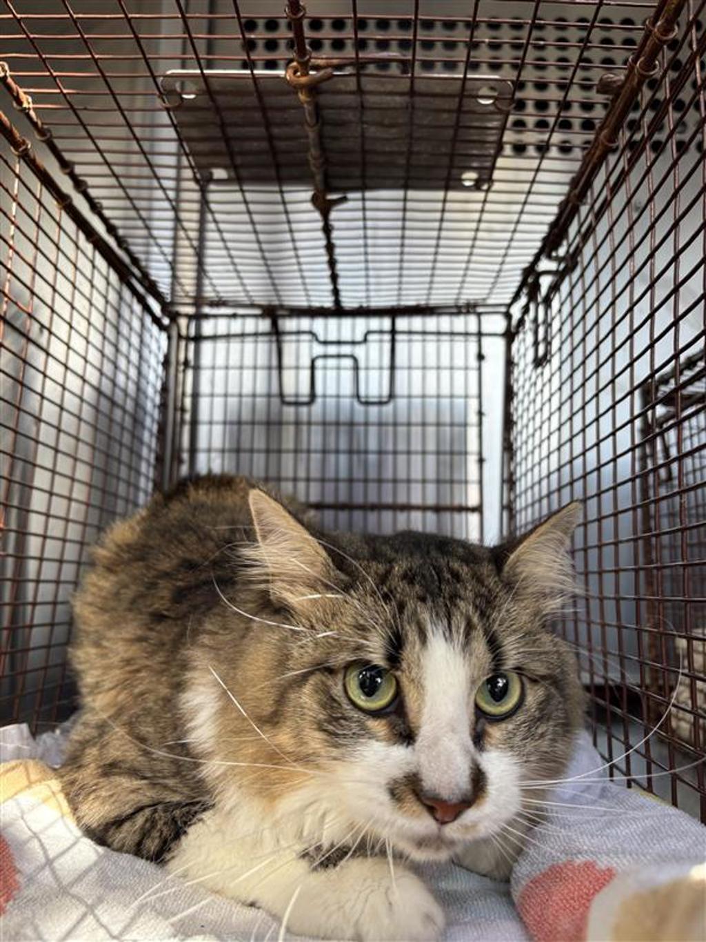 Shelter Stray Male Cat last seen Near Copperbend Boulevard, AUSTIN, TX, 78744, 7201 Levander Loop bldg a, Austin, TX 78702, USA