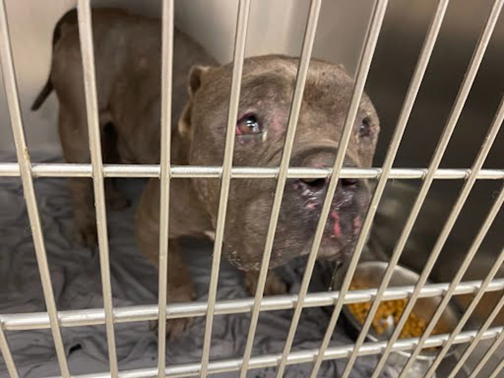 Shelter Stray Unknown Dog last seen Near Glass Road, BUDA, TX, 78610, 7201 Levander Loop bldg a, Austin, TX 78702, USA