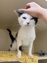 Shelter Stray Male Cat last seen Near Grossmont Center Drive, La Mesa, CA, 91942, 5500 Gaines St, San Diego, CA 92110, USA