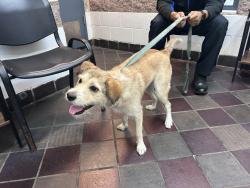 Shelter Stray Female Dog last seen Unknown, NEW YORK, NY, 10029, 326 E 110th St, New York, NY 10029, USA