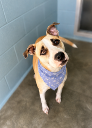 Shelter Stray Female Dog last seen LA, 410 Dugas Rd, Lafayette, LA 70507, USA