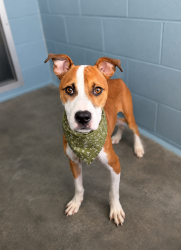 Shelter Stray Male Dog last seen Near S Orange Street, LAFAYETTE, LA, 70501, 410 Dugas Rd, Lafayette, LA 70507, USA
