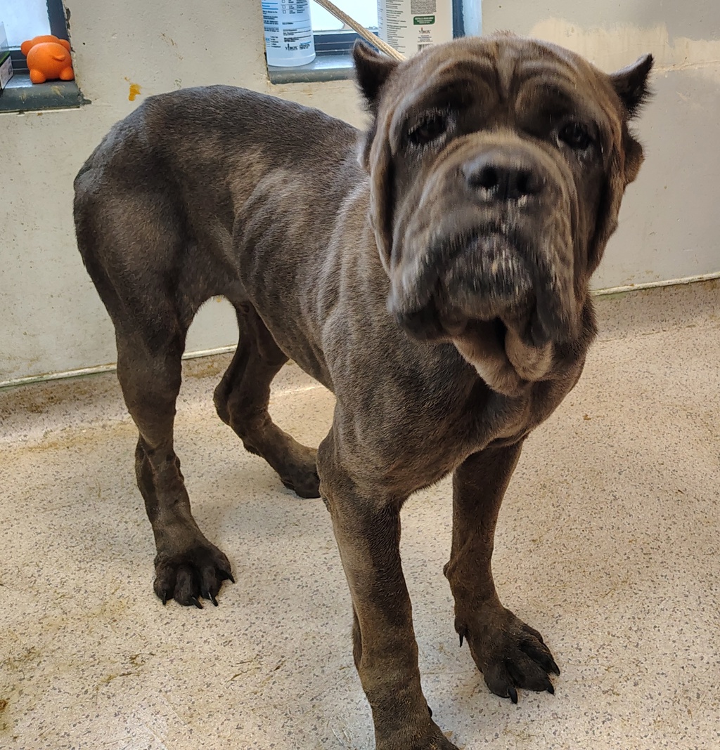 Shelter Stray Female Dog last seen 124th & 5th Ave, NEW YORK, NY, 10035, 326 E 110th St, New York, NY 10029, USA