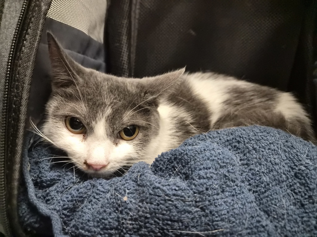 Shelter Stray Female Cat last seen Near White Plains Road, BRONX, NY, 10472, 326 E 110th St, New York, NY 10029, USA