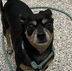 Shelter Stray Male Dog last seen N/A, Golden, CO, 80401, 580 McIntyre St, Golden, CO 80401, USA