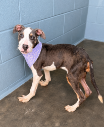 Shelter Stray Female Dog last seen Near Nova Lake Drive, DUSON, LA, 70529, 410 Dugas Rd, Lafayette, LA 70507, USA
