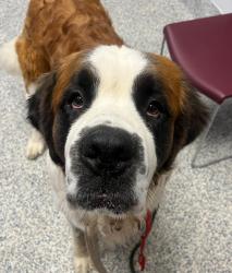 Shelter Stray Male Dog last seen W Colfax Ave///W Simms St, Lakewood, CO, 80228, 580 McIntyre St, Golden, CO 80401, USA