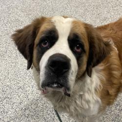 Shelter Stray Female Dog last seen W Colfax Ave///W Simms St, Lakewood, CO, 80228, 580 McIntyre St, Golden, CO 80401, USA