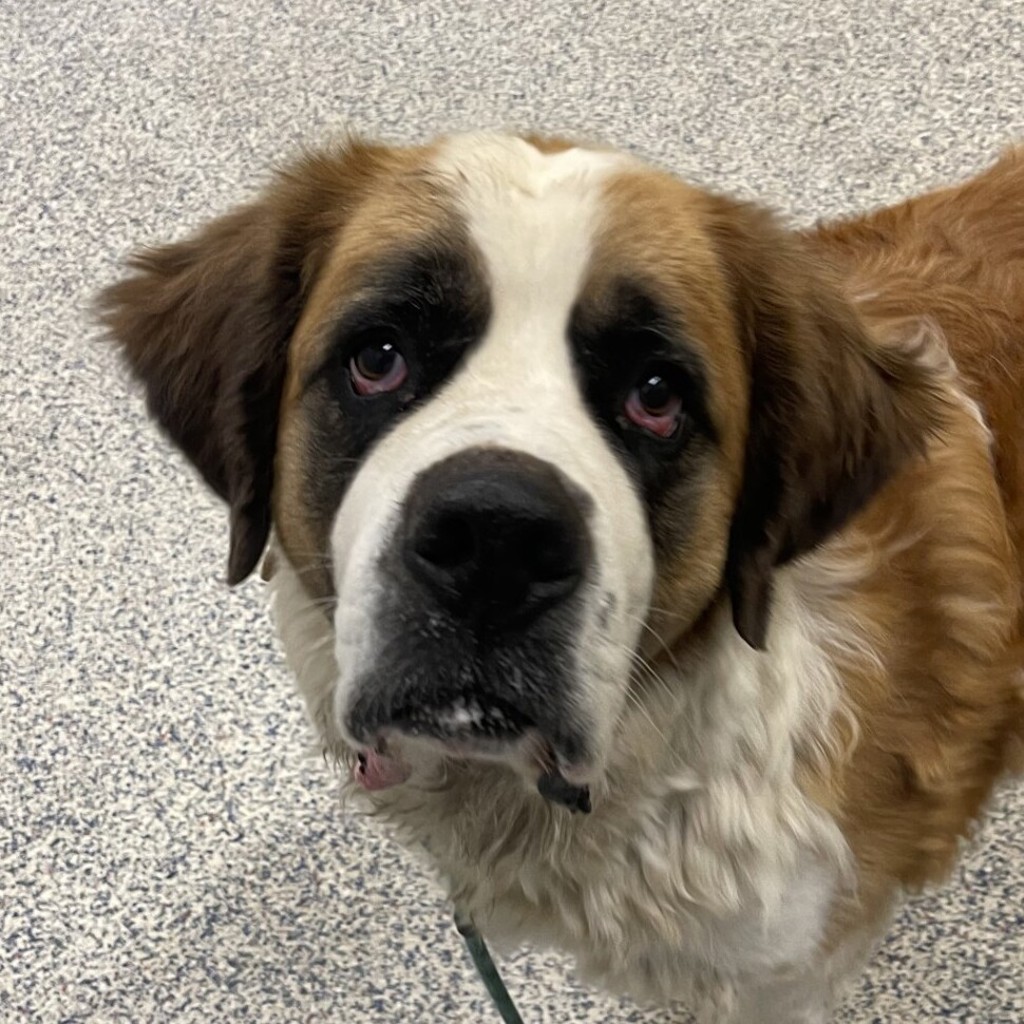 Shelter Stray Female Dog last seen W Colfax Ave///W Simms St, Lakewood, CO, 80228, 580 McIntyre St, Golden, CO 80401, USA