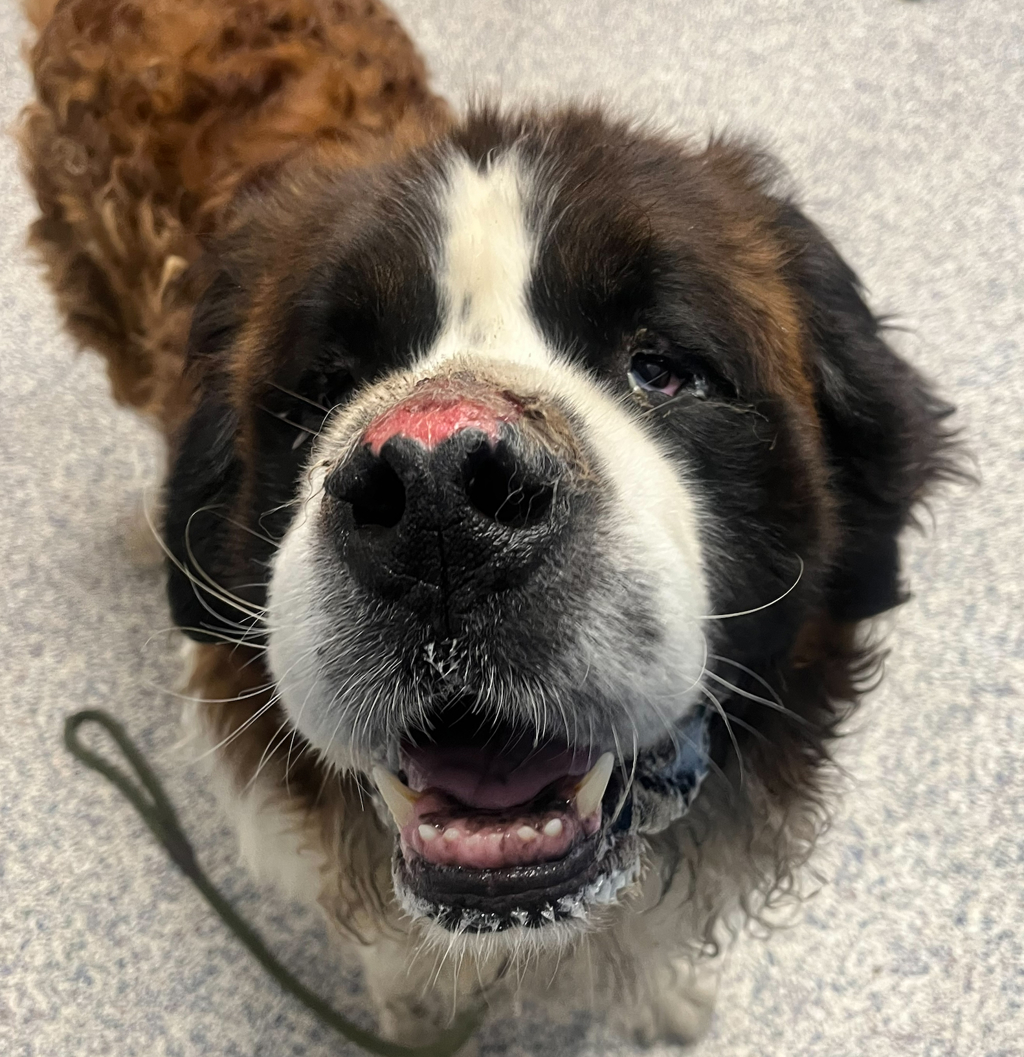 Shelter Stray Male Dog last seen W Colfax Ave///W Simms St, Lakewood, CO, 80228, 580 McIntyre St, Golden, CO 80401, USA