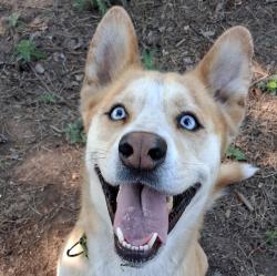 Shelter Stray Male Dog last seen Adoption Return, PORTLAND, OR, 97217, 1700 W Historic Columbia River Hwy, Troutdale, OR 97060, USA