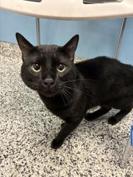 Shelter Stray Male Cat last seen Apt 1609,6981 S Inglenook Court, Midvale, UT, 84047, 511 W 3900 S, Salt Lake City, UT 84123, USA