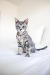 Shelter Stray Female Cat last seen Near S Concord Street, SALT LAKE CITY, UT, 84104, 511 W 3900 S, Salt Lake City, UT 84123, USA