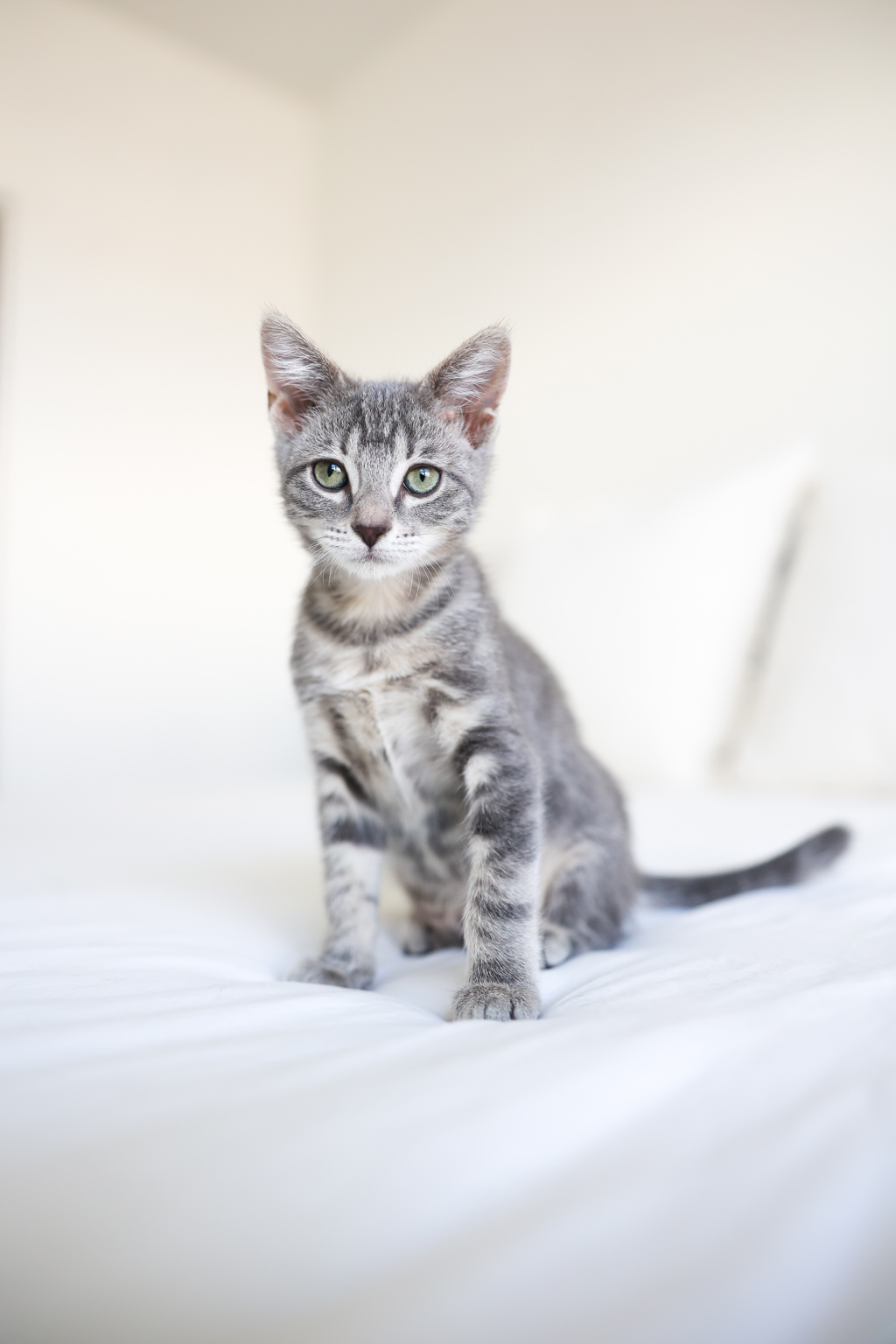 Shelter Stray Female Cat last seen Near S Concord Street, SALT LAKE CITY, UT, 84104, 511 W 3900 S, Salt Lake City, UT 84123, USA