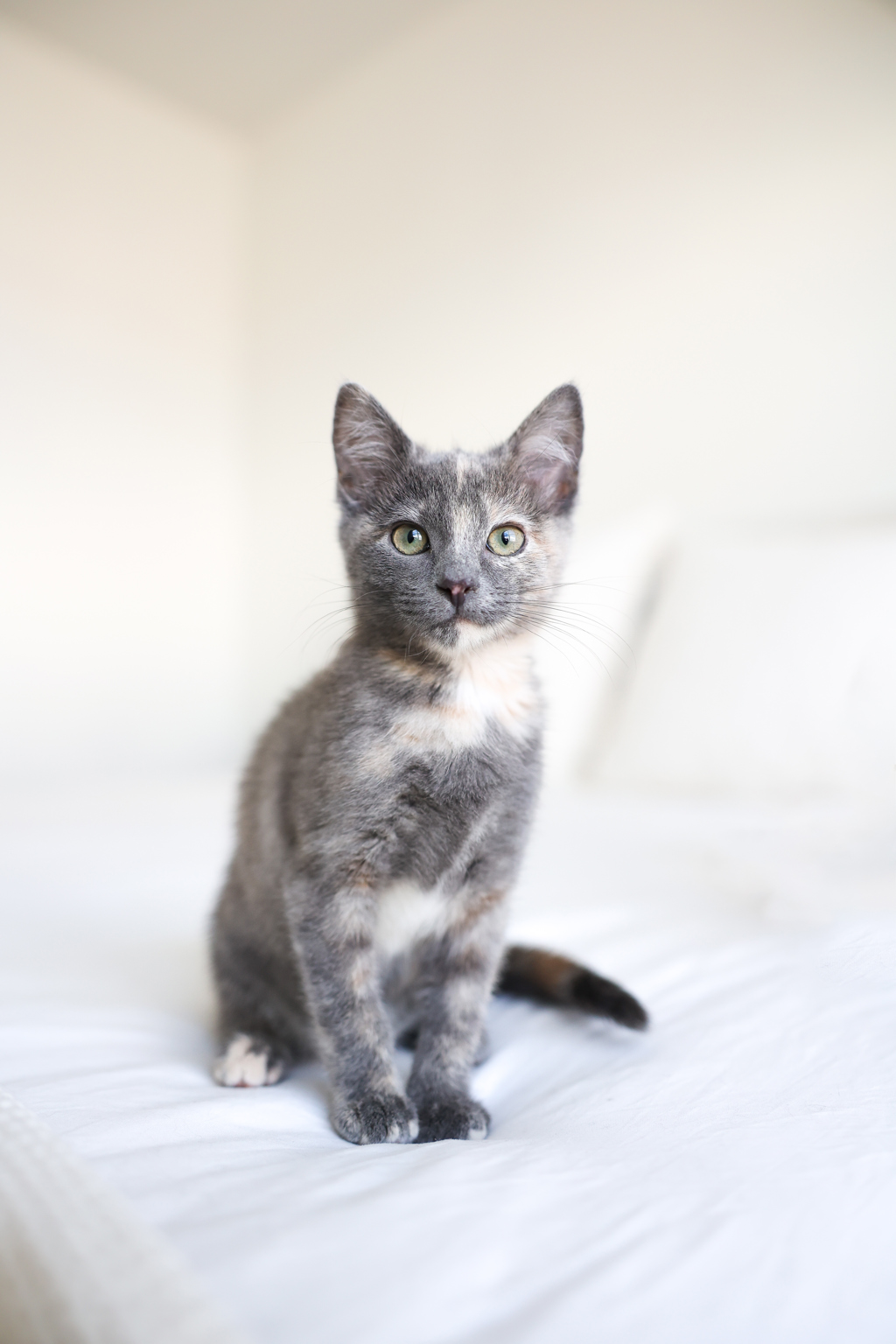 Shelter Stray Female Cat last seen Near S 4000 W, Bluffdale, UT, 84065, 511 W 3900 S, Salt Lake City, UT 84123, USA