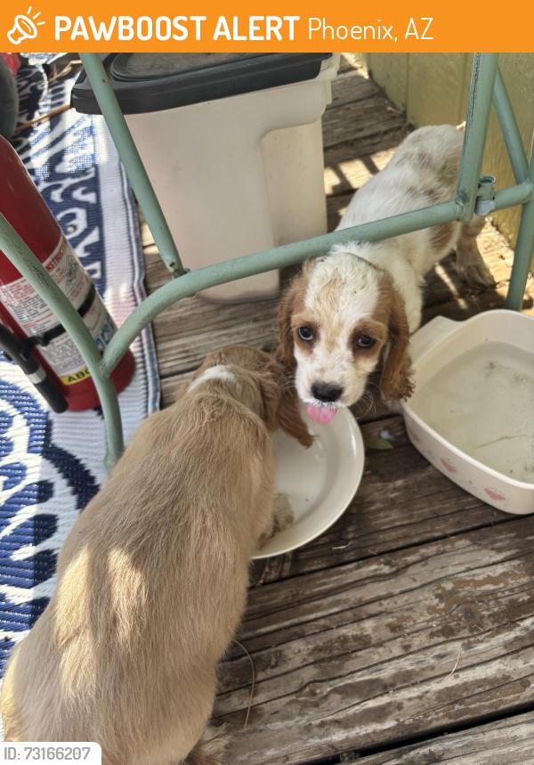 Found/Stray Unknown Dog last seen Union Hills, Phoenix, AZ 85022