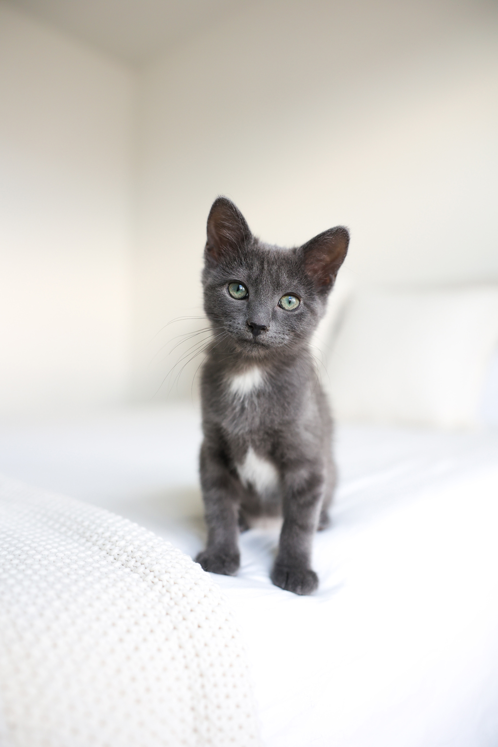 Shelter Stray Female Cat last seen Near S 4000 W, Bluffdale, UT, 84065, 511 W 3900 S, Salt Lake City, UT 84123, USA