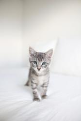 Shelter Stray Male Cat last seen Near S 4000 W, Bluffdale, UT, 84065, 511 W 3900 S, Salt Lake City, UT 84123, USA