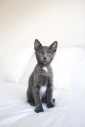 Shelter Stray Male Cat last seen Near S 4000 W, Bluffdale, UT, 84065, 511 W 3900 S, Salt Lake City, UT 84123, USA