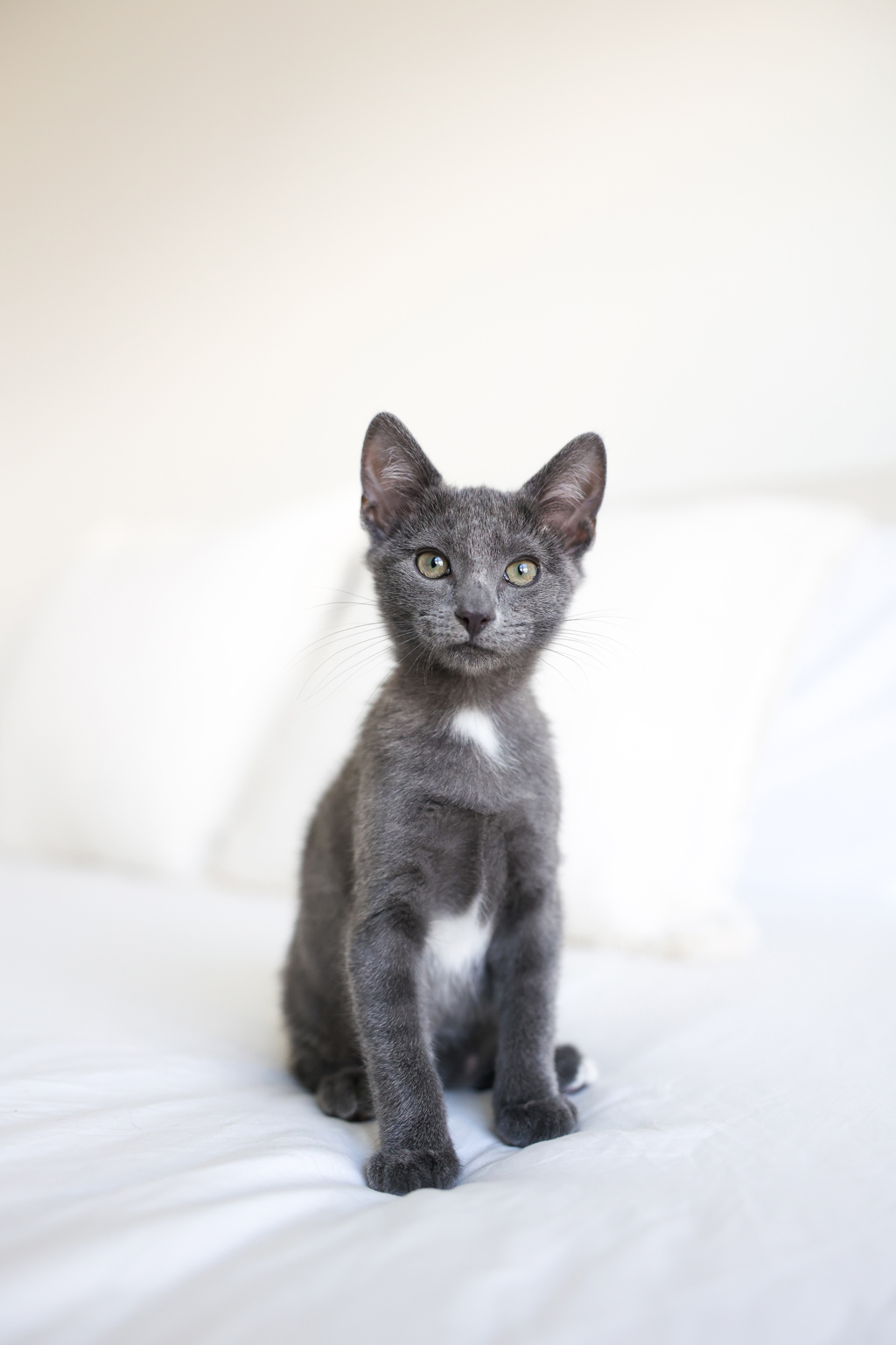 Shelter Stray Male Cat last seen Near S 4000 W, Bluffdale, UT, 84065, 511 W 3900 S, Salt Lake City, UT 84123, USA