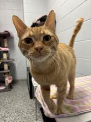 Shelter Stray Male Cat last seen Near S Pieper Boulevard, Kearns Township, UT, 84118, 511 W 3900 S, Salt Lake City, UT 84123, USA