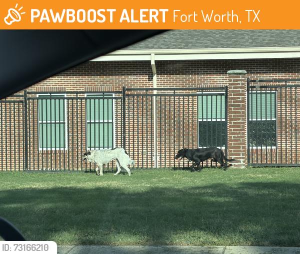 Found/Stray Male Dog last seen Wichita and Berry, Fort Worth, TX 76119