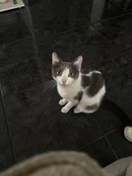Lost Male Cat last seen 139th Avenue and 9th street, Miami, FL 33184