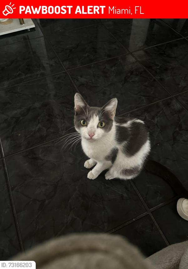 Lost Male Cat last seen 139th Avenue and 9th street, Miami, FL 33184