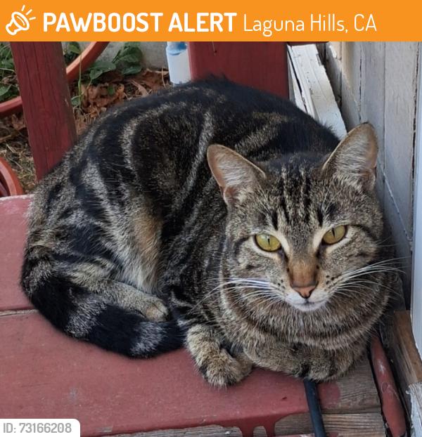 Found/Stray Female Cat last seen Alicia / Via Lomas, Laguna Hills, CA 92653