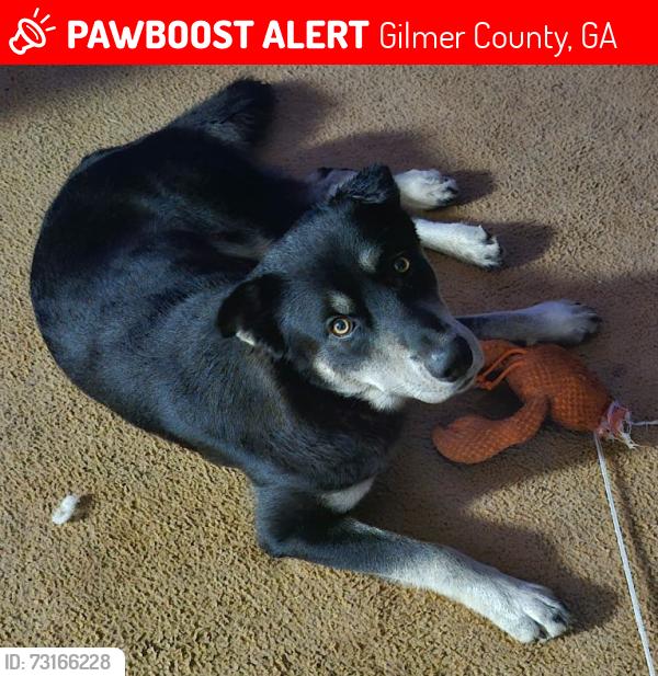Lost Male Dog last seen Rolling hills terrace & 382, Gilmer County, GA 30540