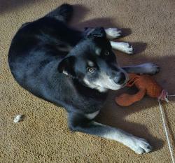 Lost Male Dog last seen Rolling hills terrace & 382, Gilmer County, GA 30540
