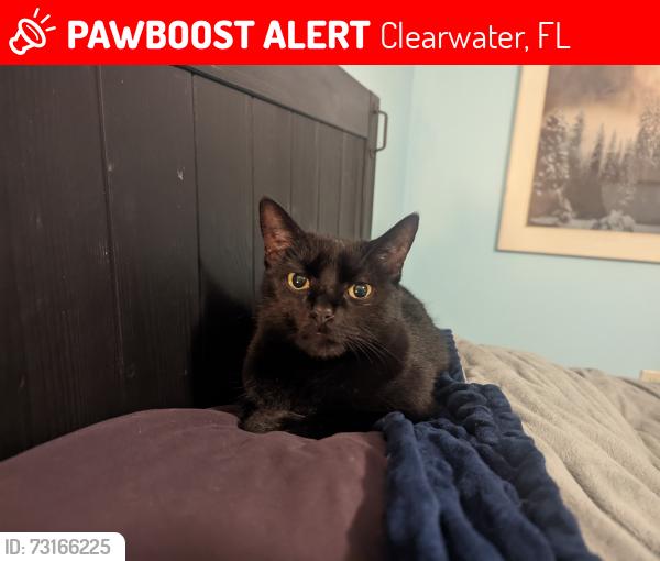 Lost Female Cat last seen rosery rd, cameo way, Clearwater, FL 33756
