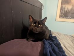 Lost Female Cat last seen rosery rd, cameo way, Clearwater, FL 33756