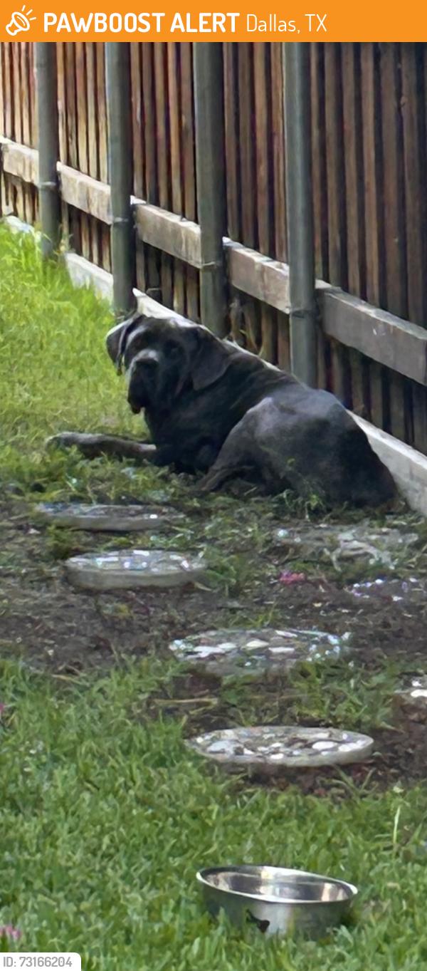 Found/Stray Male Dog last seen Chimney Hill Ln and Cross Creek, Dallas, TX 75243