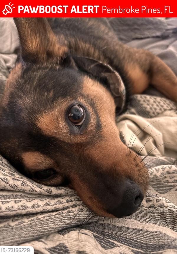 Lost Male Dog last seen Near nw 16th street pembroke pines, Pembroke Pines, FL 33024