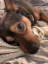 Lost Male Dog last seen Near nw 16th street pembroke pines, Pembroke Pines, FL 33024