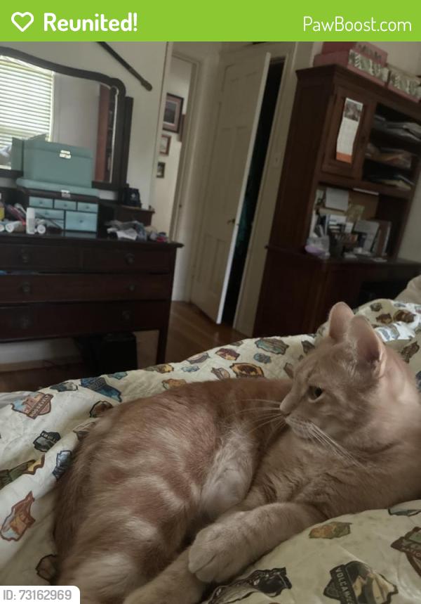 Reunited Male Cat last seen W. Lynwood and Breeden, San Antonio, TX 78212