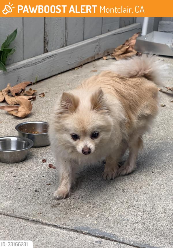Found/Stray Female Dog last seen Montclair Mall, Montclair, CA 91763