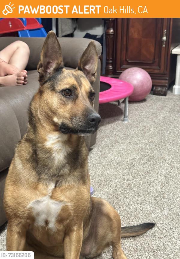 Found/Stray Female Dog last seen Smoke tree and Baldy Mesa, Oak Hills, CA 92344