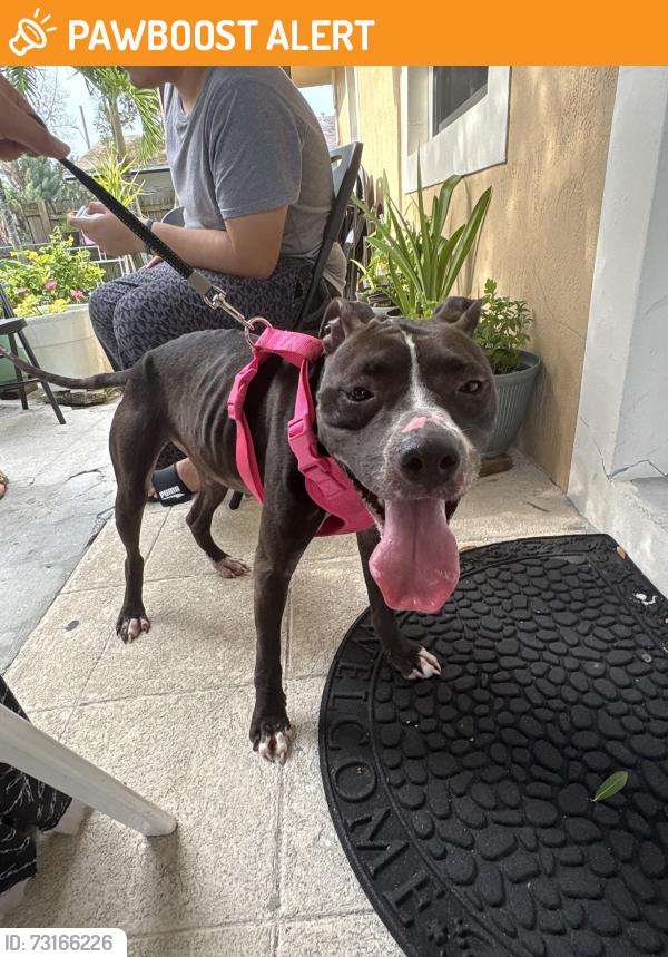 Found/Stray Female Dog last seen military trail and summit blvd, West Palm Beach, FL 33415