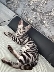 Lost Female Cat last seen Oaklands Road, Salford, Lower Kersal, England 