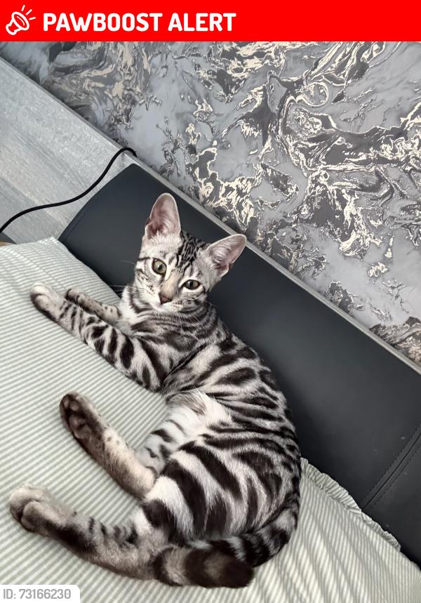 Lost Female Cat last seen Oaklands Road, Salford, Lower Kersal, England 