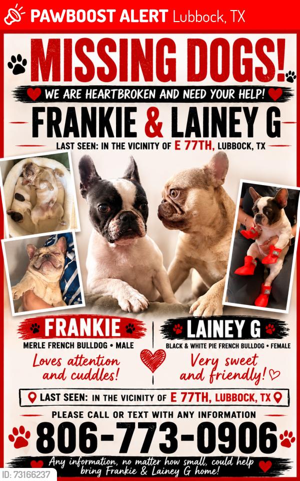 Lost Male Dog last seen Near E 77th, Lubbock, TX 79404