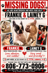 Lost Male Dog last seen Near E 77th, Lubbock, TX 79404